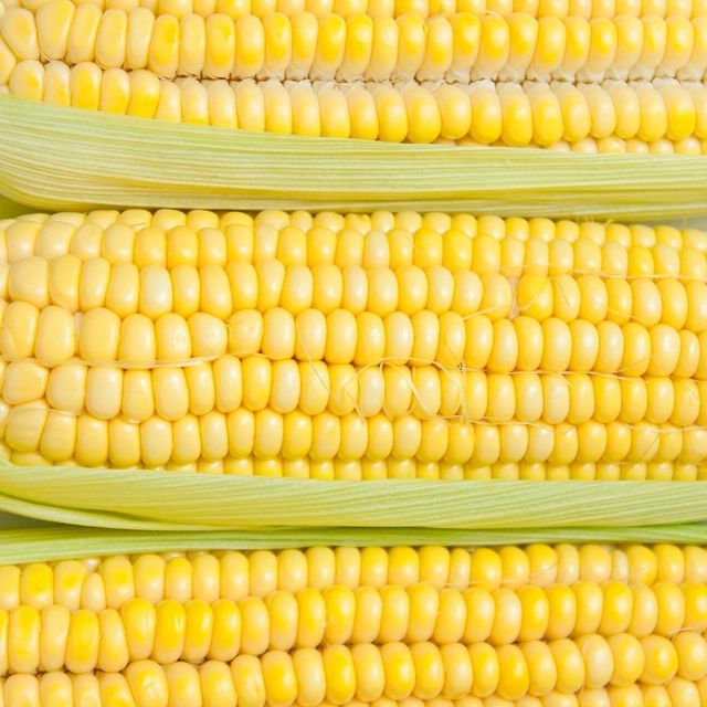 Yellow Corn With Maximum Nutrients Yellow Corn Sourced Directly For Reliable Large Scale Supply - Image 1