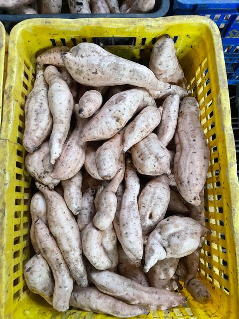 Premium Fresh Cilembu Honey Sweet Potato (35% Brix) - Export Grade - Image 1