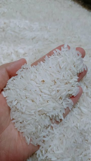 premium white rice for homes and restaurant for sell - Image 2