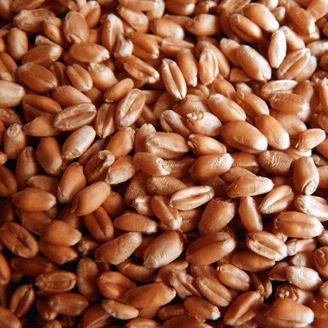 Milling Grade Durum Wheat With Uniform Wheat Size And Purity For International Grain Buyers - Image 3