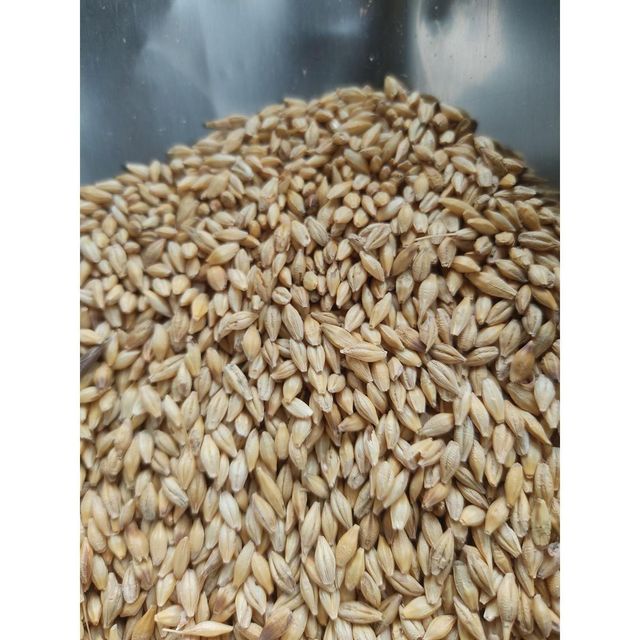 Premium Barley Grain For Wholesale Buyers High Quality Barley Grain Packed Fresh For Global Export And Bulk Orders - Image 4