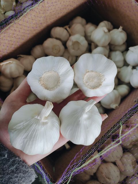 2026 New Garlic Hot Sale Top Grade Fresh Garlic,4.5cm-6cm, High Quality Normal White Garlic Export Wholesale - Image 2