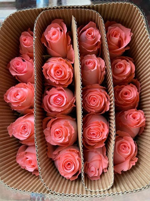 fresh cut rose from China from Yunnan Millions Flower Co.,ltd - Image 3