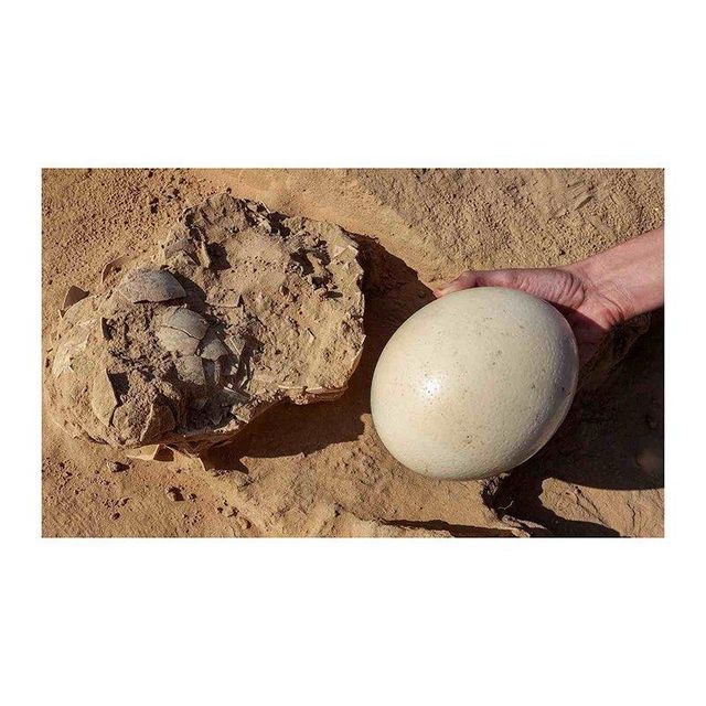 Wholesale ostrich eggs ready for large volume orders and quick shipment - Image 3