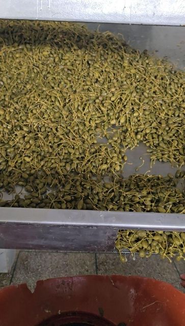 Câpre , black olives 4500 DOLLARS LE TONNES Origin Taounate Region, Morocco Quality Standard Premium-quality Certifications Full Compliance With International Health And Safety - Image 2