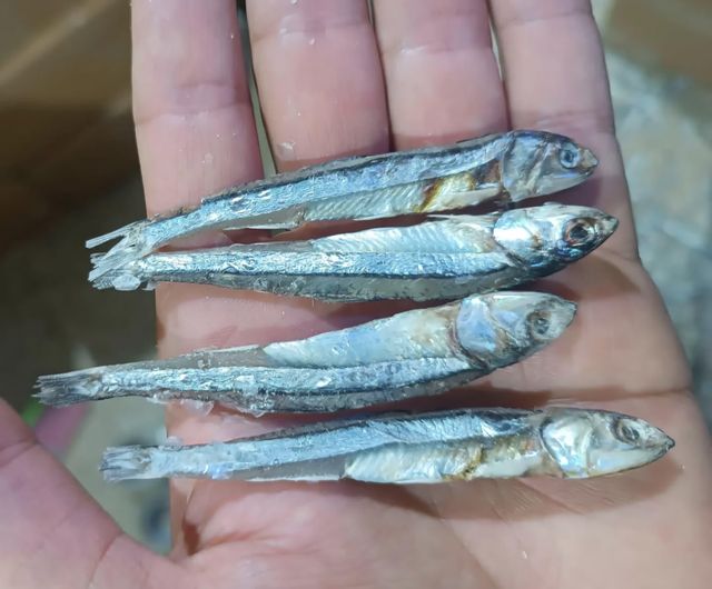 Dried Anchovy qeshm Intended Use Wholesale And Export Sourcing Location Qeshm Island, Iran Packaging Flexibility Flexible Packaging - Image 3