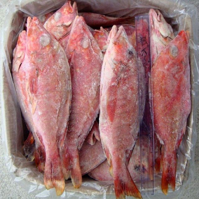 Bulk supply frozen red snapper fish export grade seafood ready for distributors and retail trade markets - Image 2