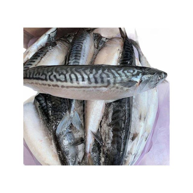 Frozen Atlantic Mackerel Fish Carefully Processed Marine Catch For Frozen Seafood Importers And Market Suppliers - Image 2