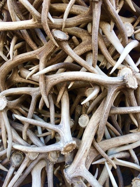 Reliable Red Deer Antler Horn Durable Natural Dog Chew Wholesale Price High Demand Product For Pet Supply Stores - Image 2