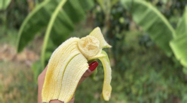 Banana Thailand - Image 2