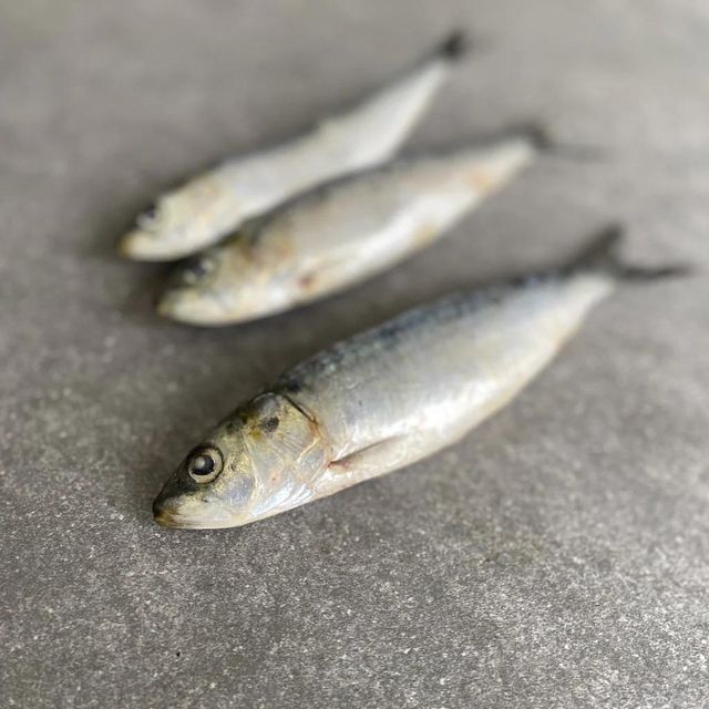 Frozen Sardine Fish High Freshness Preservation With Advanced Freezing Process For Importers And Distributors - Image 1