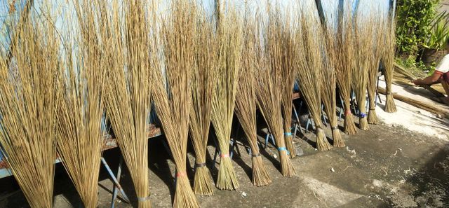 Coconut Palm Stick - Image 3