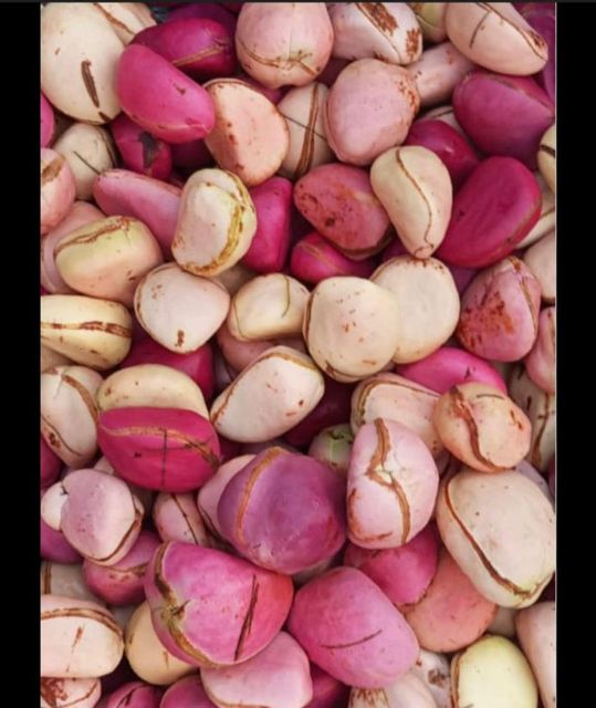 Kola Nut Season October To December Theobromine Presence Present Caffeine Content Similar To That Of Coffee - Image 1