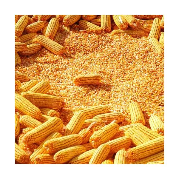 Maize/corn for Human consumption - Image 1