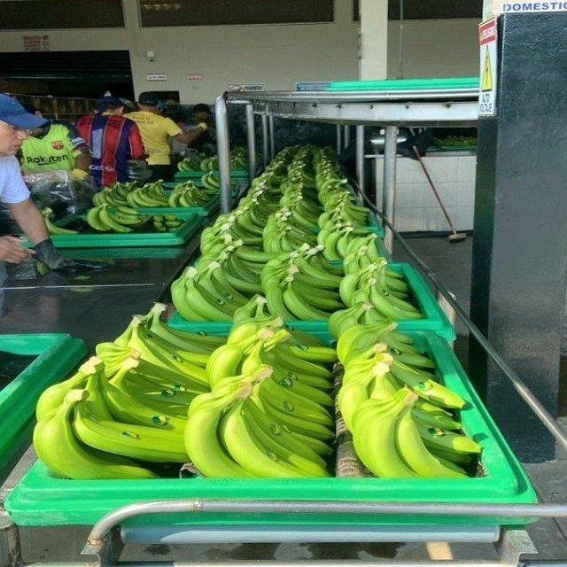 Reliable Green Cavendish Banana Fresh Produce With Consistent Quality Natural Flavor Firm Texture And Competitive – product photo 4, product detail gallery