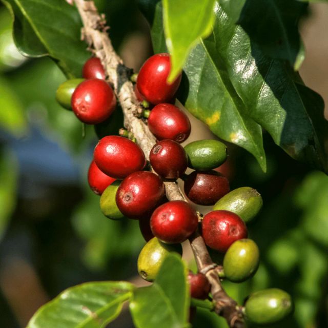 Ethiopian Arabica Green Coffee Beans Yirgacheffe| Guji | Sidamo | Teppi | Djimma – product photo 4, product detail gallery