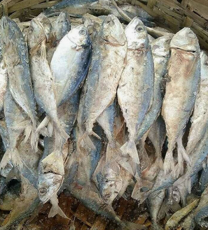 Red seabream fish. Quality Fresh Frozen Mackerel fish.Good Quality Frozen Horse Mackerel Fish.Mackerel Fish. Free delivery - Image 4