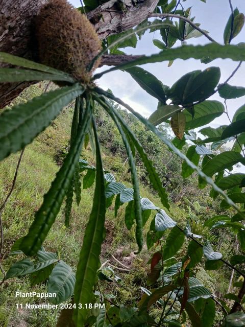 Live Myrmecodia erinacea (Ant Plant) from Papua - Image 2