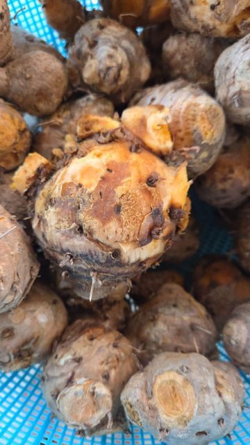 Javanese turmeric( curcuma xanthorriza ) - Image 5