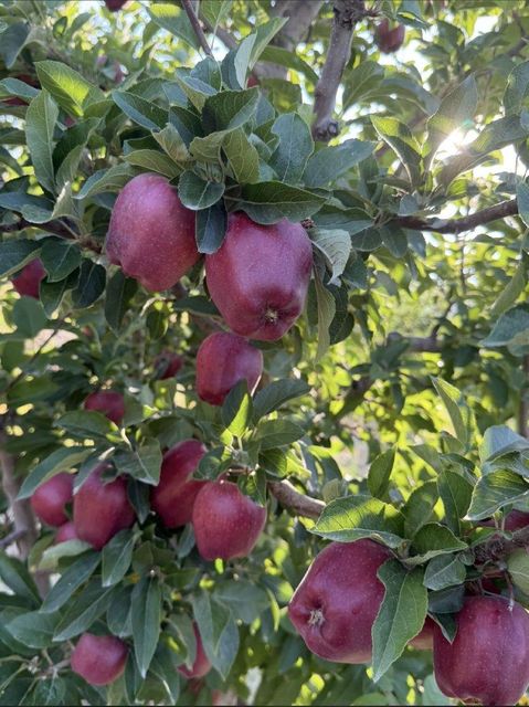 Fresh Apple - Image 2