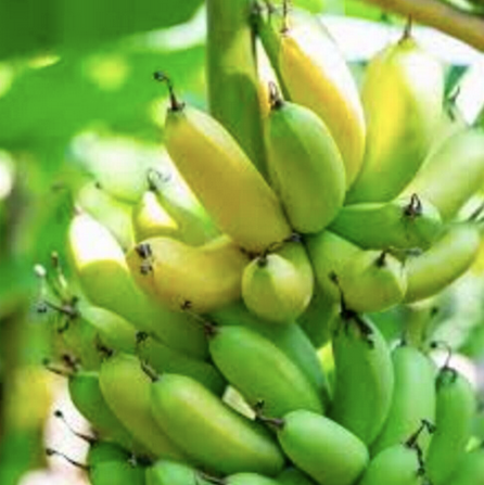 Fresh Green Cavendish Banana. wholesale - Image 2