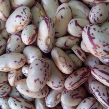 Speckled Kidney Bean - Image 3