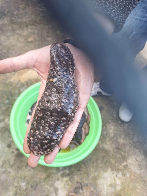 SEA CUCUMBER Quality HIGH Packaging CARTON 20KG Certification ISO 22000:2018 Monthly Dried Export 2 To 2.5 Tons Product Forms Boiled, Frozen, Dried - Image 5
