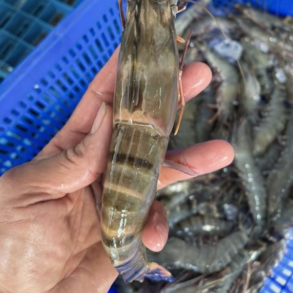 Tiger Prawn Size 8-10 Pieces - Image 6