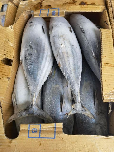 Frozen Skipjack Tuna Packing Standardized Grading Standardized Freshness Level Frozen Texture Firm Flesh Structure Freezing Method Controlled Freezing - Image 1