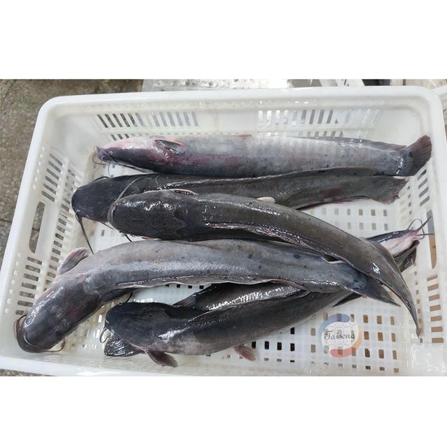 Premium Frozen Catfish Whole Round Export Quality Seafood With Natural Freshness For International Wholesale Markets - Image 3