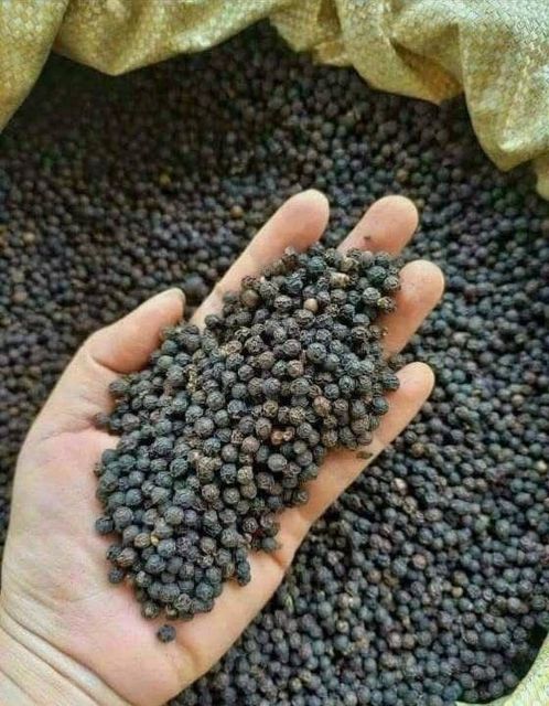 Black Pepper GL5500 GACC & Phytosanitary Appearance Black Pepper Certifications Gacc & Phytosanitary - Image 1