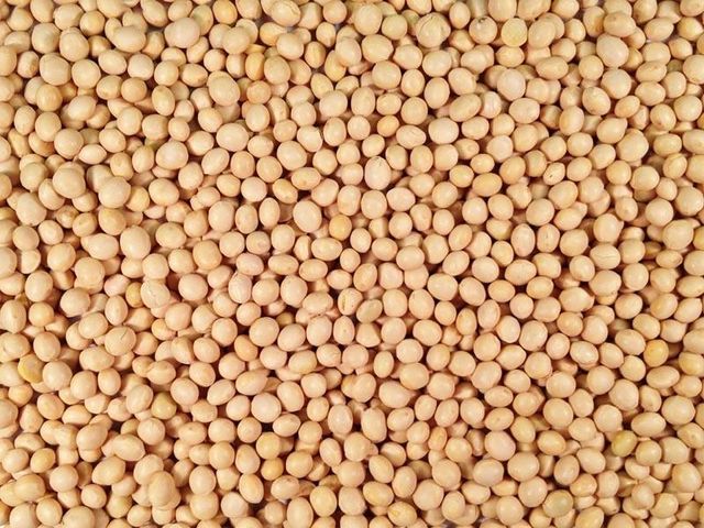 Gmo Soyabean Yellow Soybean Soja Soya Beans GMO Soya Beans Soybeans Crop High Quality Soybean/Soya B - Image 2