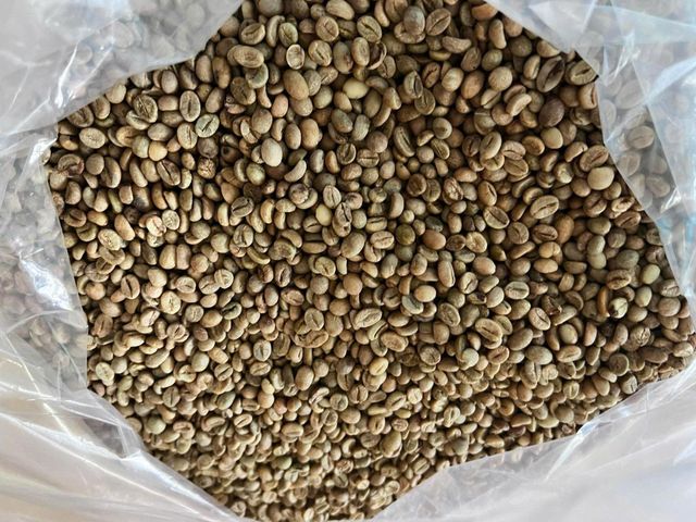 Robusta green beans S16 and S18 sourced directly from trusted farms in the Central Highlands of Vietnam - Image 2
