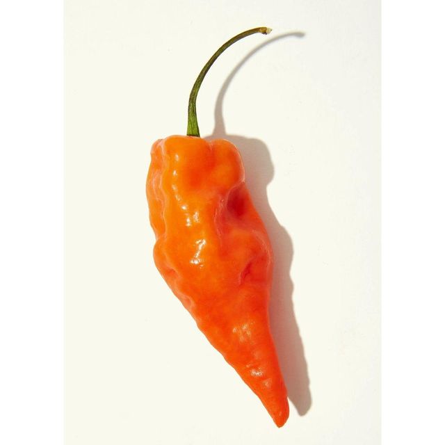 Fresh Red Habanero Peppers Organic Harvest Garden Grown Market - Image 1