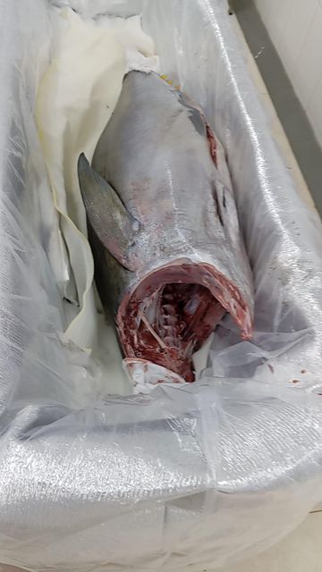 Fresh Fish Fillets - Image 3