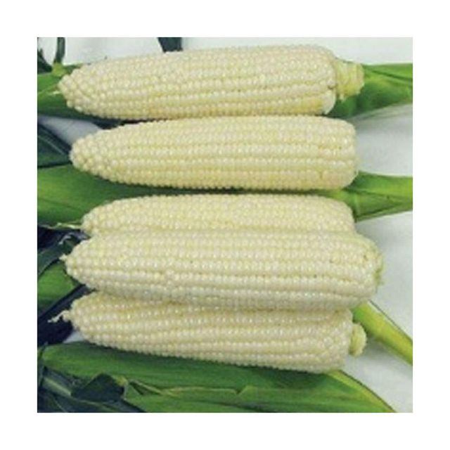 White & Yellow Corn frozenchickenexports.com - Image 3