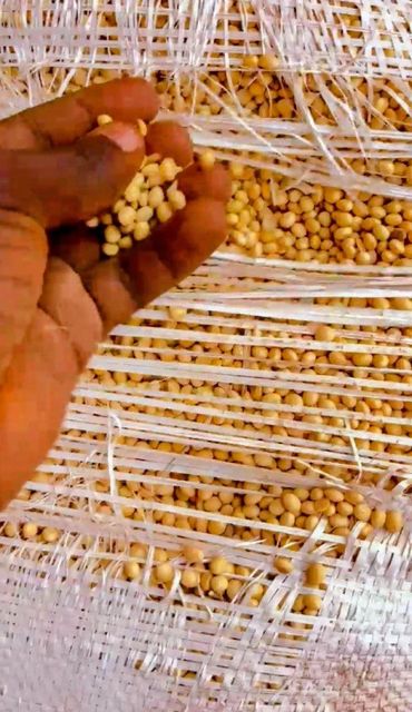 Premium Yellow Soybeans – Burkina Faso Origin – Crushing & Feed Grade - Image 2