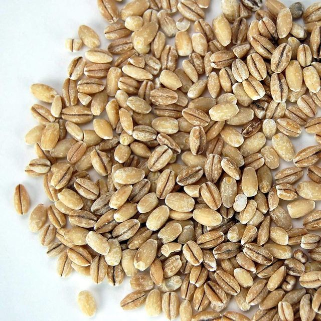 Organic Barley Grain Carefully Processed High Purity Bulk Export Supply For Wholesale Buyers - Image 3