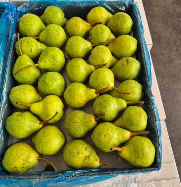 FRESH WILLIAM BON CHRETIEN PEARS FOR SALE!! CLASS 1 EXPORT QUALITY WILLIAM BON CHRETIEN PEARS FOR EXPORT – product photo 4, product detail gallery