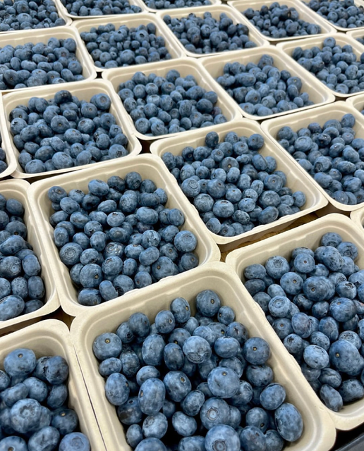 High Nutritional Fresh Blueberries | Product of Chile | 250g Packs & Private Label Available - Image 3