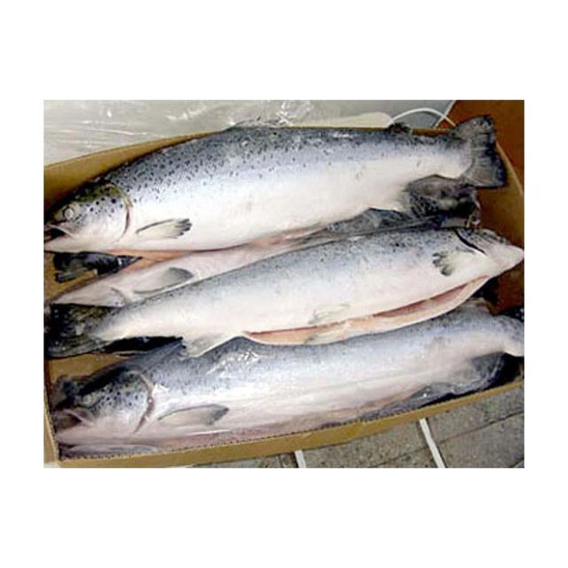 frozen salmon head whole Salmon fish Best price offer. - Image 5