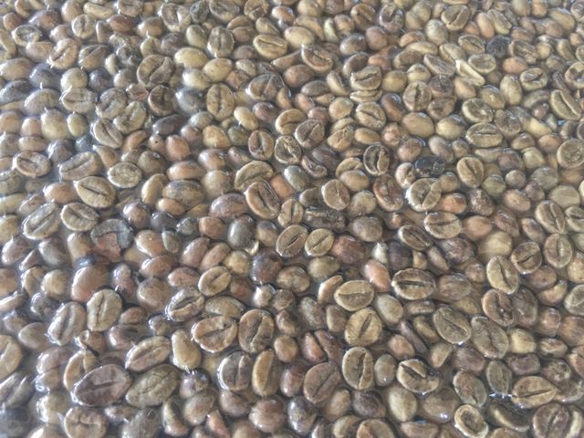 ROBUSTA GREEN COFFEE BEANS SERUNAI 100% Natural Hot Selling Indonesian Best Quality with Reasonable Best Price – product photo 4, product detail gallery