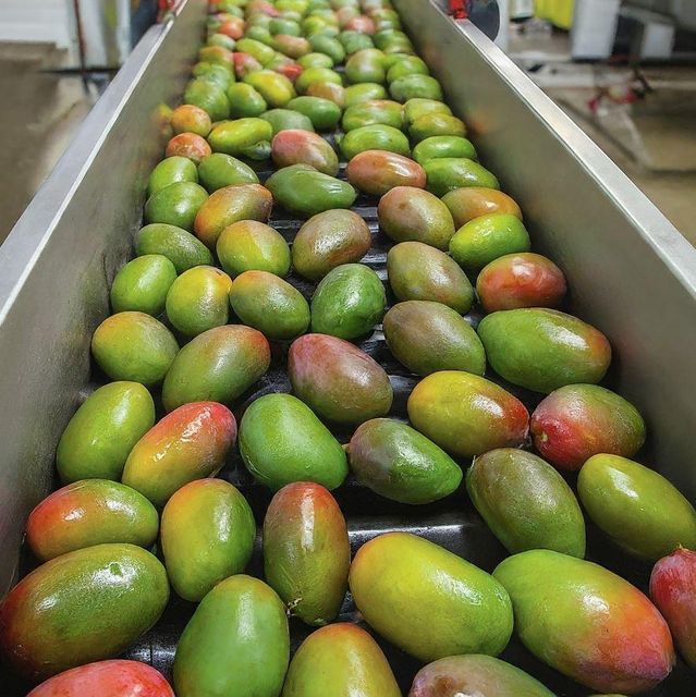 Fresh Mangoes - Image 2