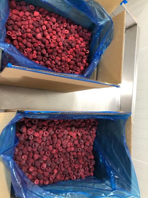 IQF FROZEN RASPBERRIES - Image 1