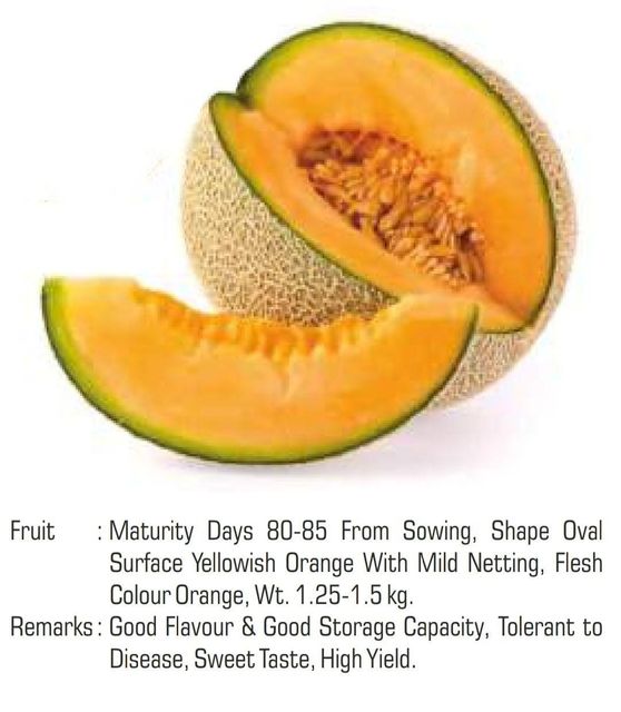 Melon Variety Hybrid Packaging HDPE pouch Germination Rate 95+ Phytosanitary Certification Lab Tested Certification Phytosanitary certificate - Image 4