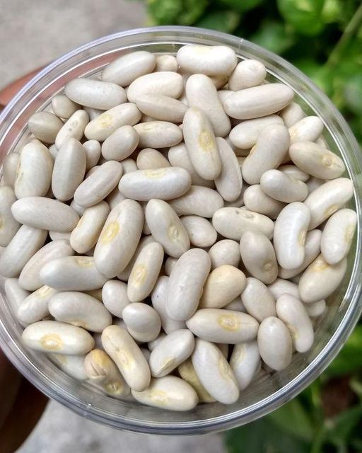 Pure White Kidney Beans High Protein Whole Beans High Quality Cheap Bulk Wholesale Supply - Image 1