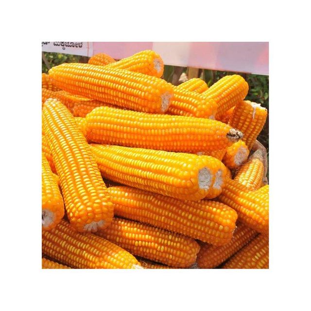 Yellow corn offered in large lots for cost-effective wholesale and volume buyers - Image 3