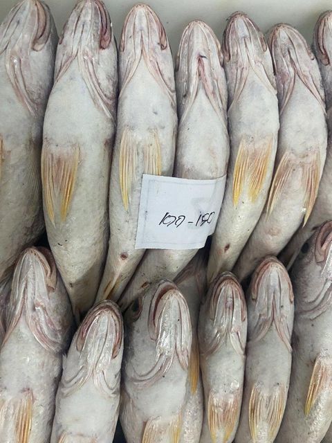 Croaker Fish - Image 3