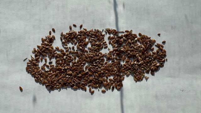 We supply Flax seed/linseed (DAP/FCA/FOB) in 40 ft. Containers (big-bags/50kg bags) - Image 3