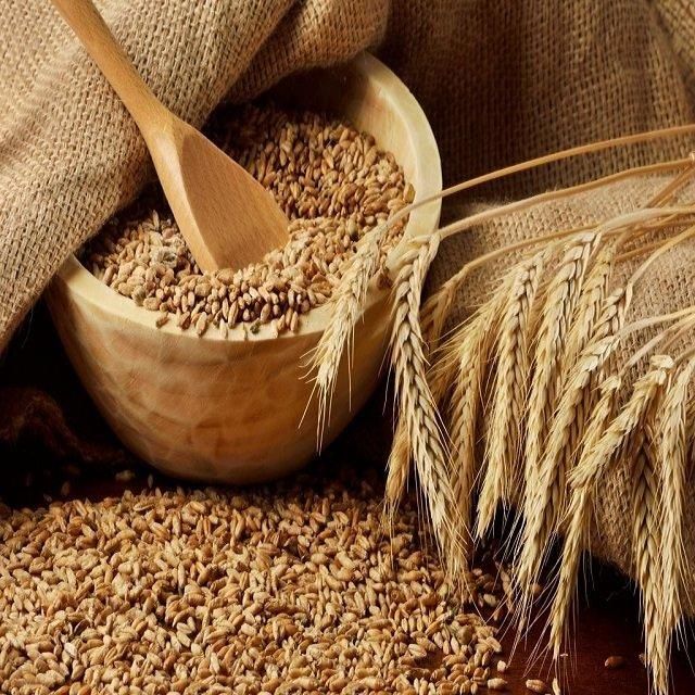 Super Export Premium Organic Dried Barley Malt Seeds-60-65% Protein Animal Feed 25kg/50kg Bags - Image 1